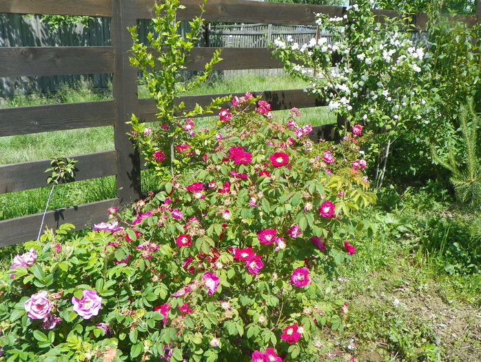 Splendens si Dwarf Pavement