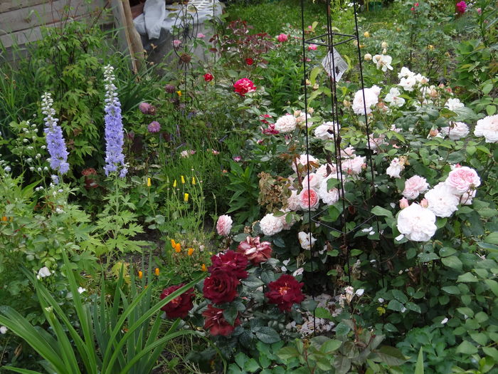 Bonjour Garden - Iunie I