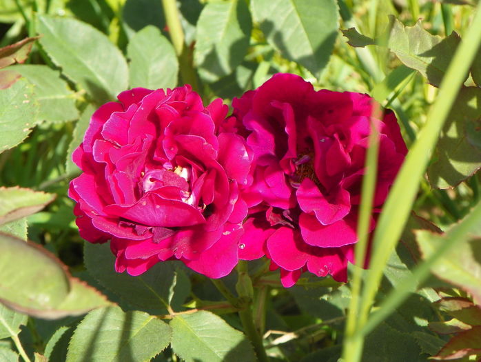 Souvenir du Dr. Jamain