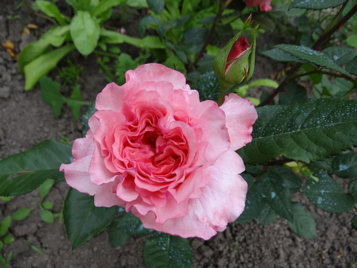 Augusta Louise