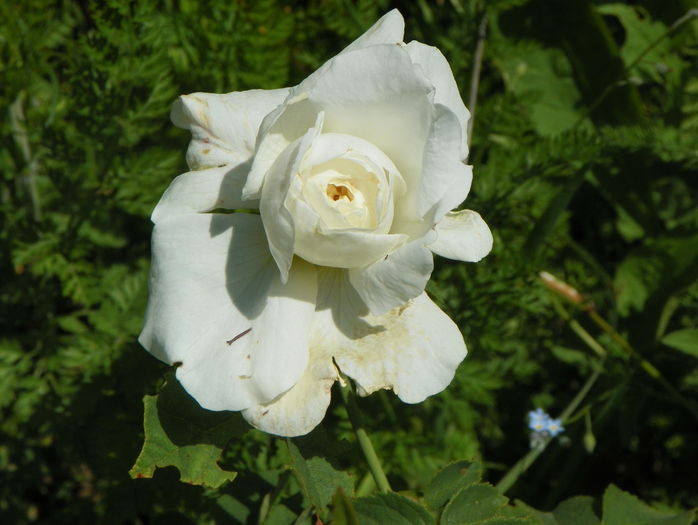 Mme. Legras de St. Germain