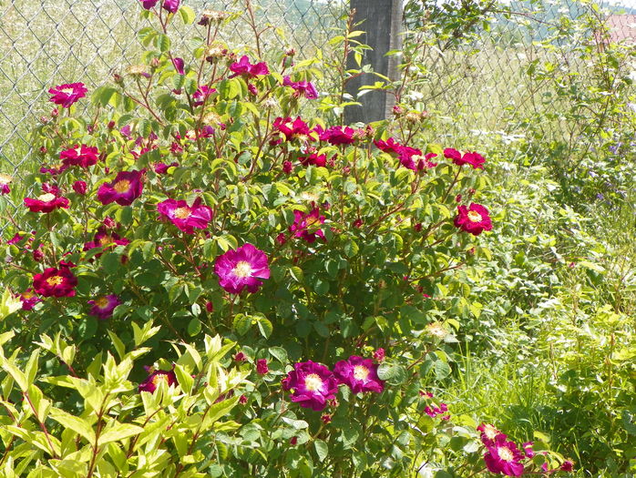 Violacea - Trandafiri 2016