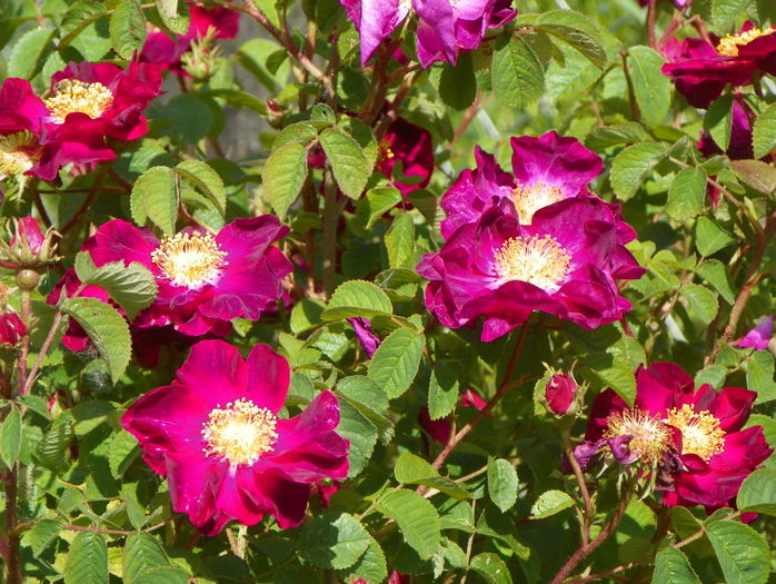 Violacea - Trandafiri 2016