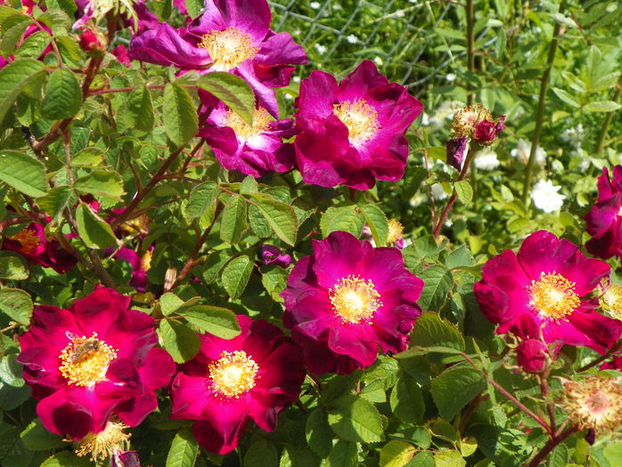 Violacea - Trandafiri 2016