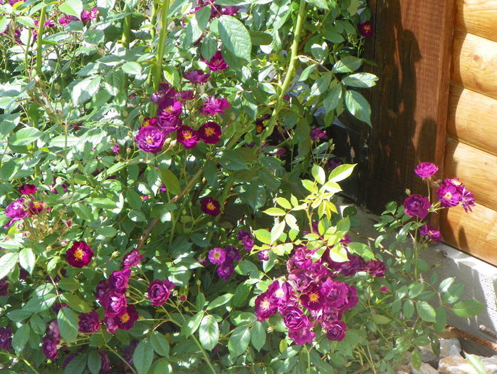 Violette