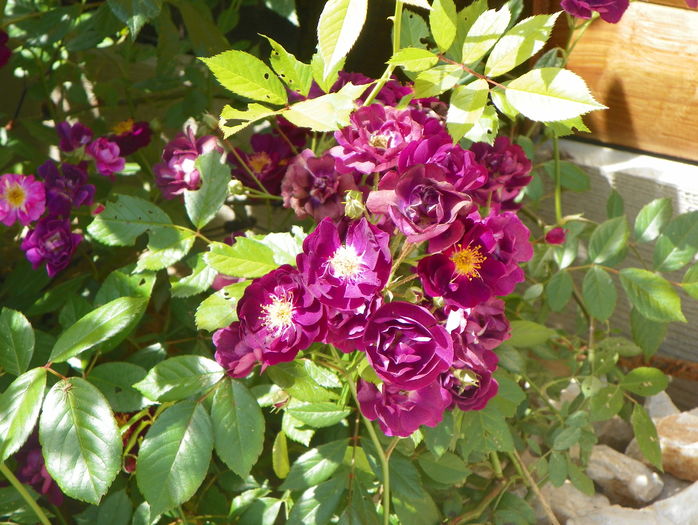 Violette