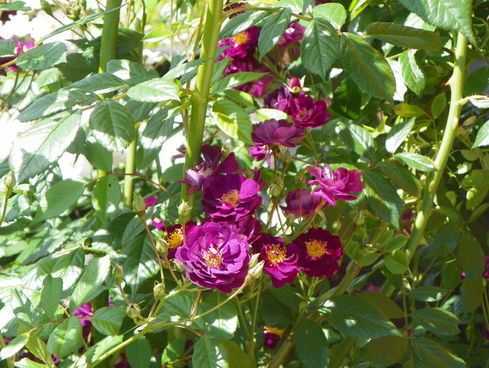 Violette