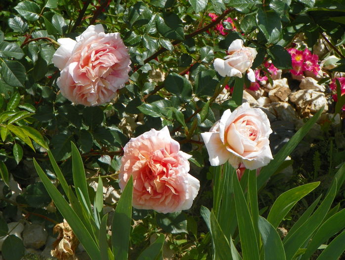 Abraham Darby