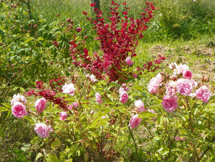 Pink Grootendorst