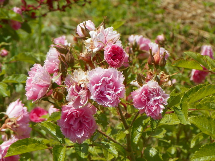 Pink Grootendorst