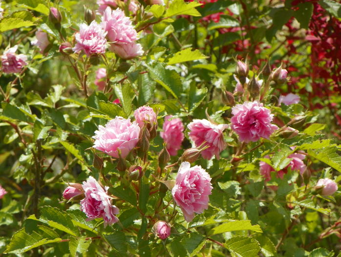 Pink Grootendorst