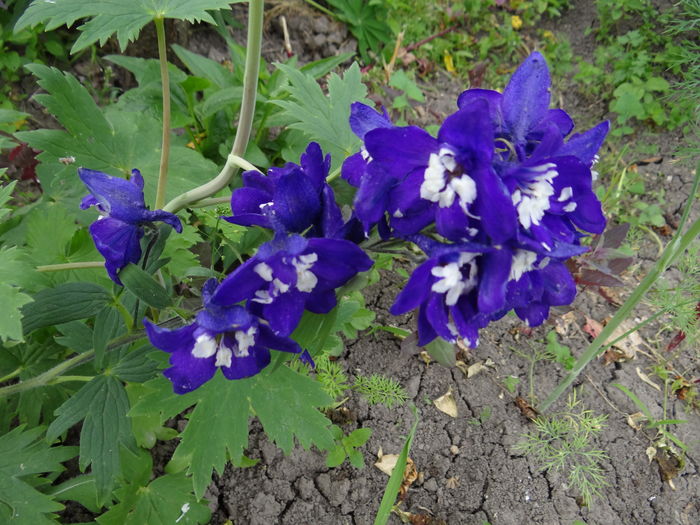 Delphinium... - Iunie I