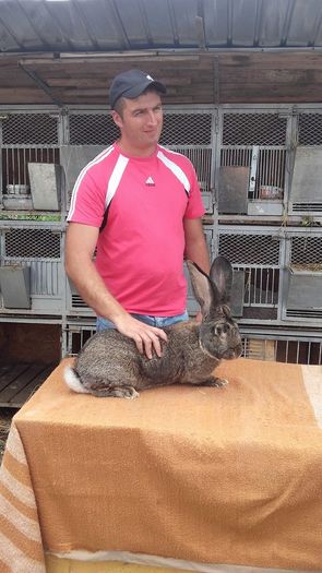 mascul campIon Expo Plesuv Baicoi 2016