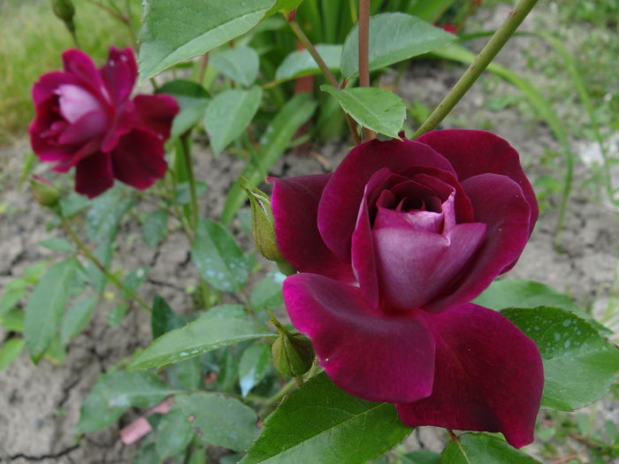 Burgundy Ice - Iunie I