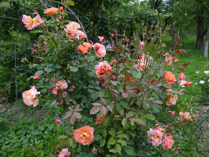 Westerland - Iunie I