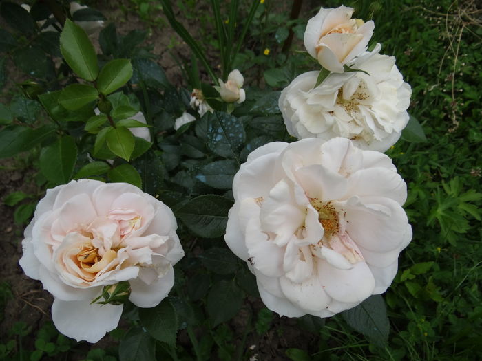 Lyons Rose