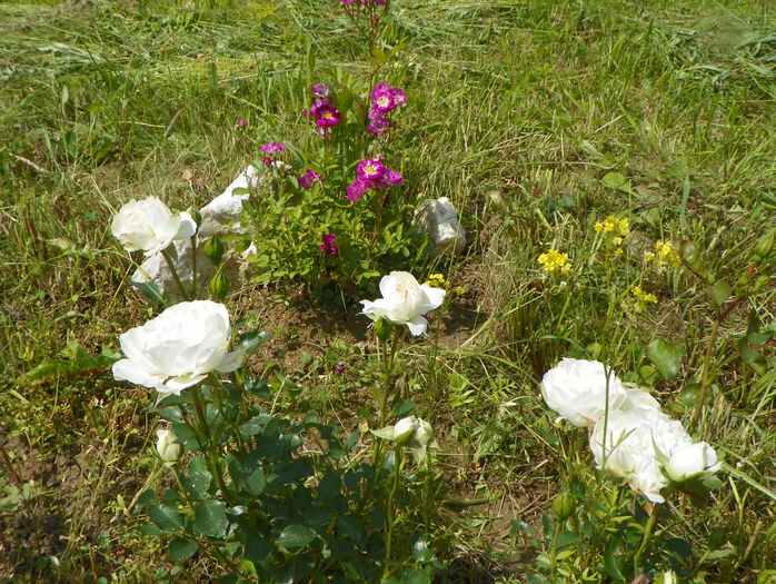 White Meidiland si Lauren