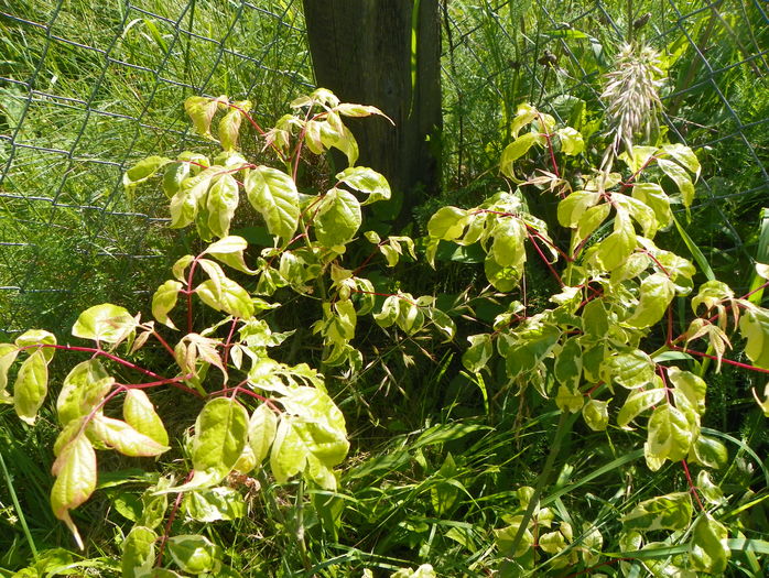 acer negundo Elegans