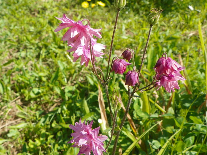 aquilegia Barlow