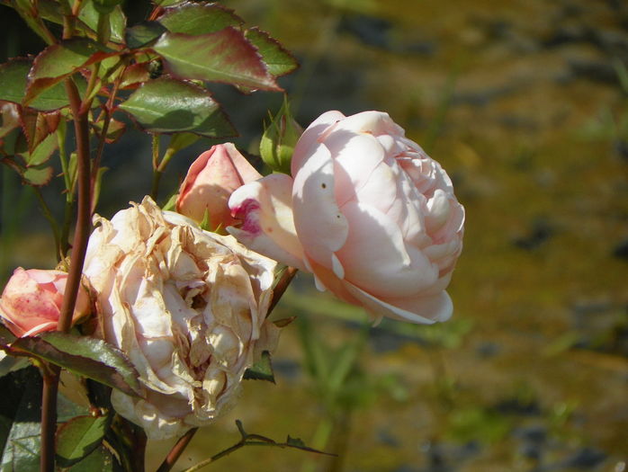 Ambridge Rose