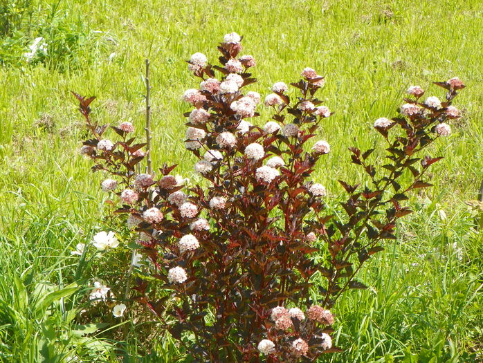 physocarpus Red Baron