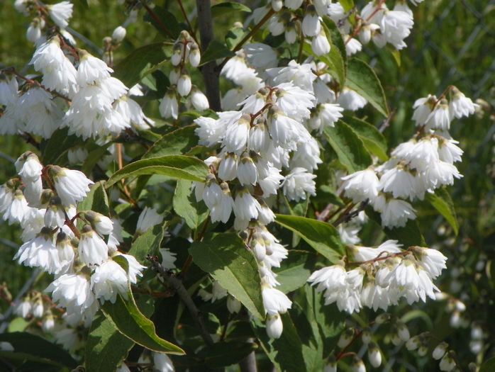 deutzia Codsall Pink