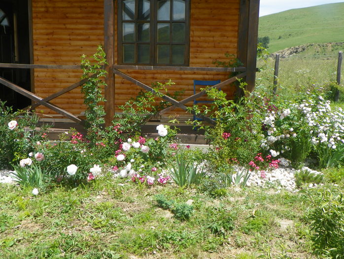 10 iun (293)