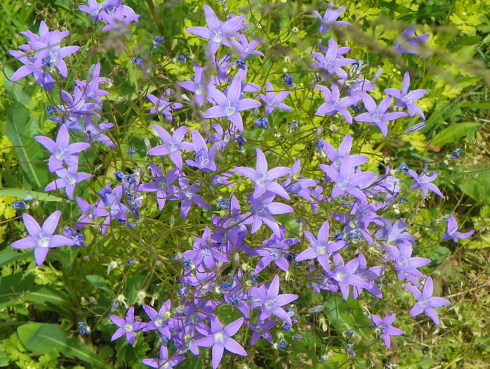 campanula patula