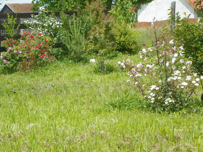 Celsiana, Dwarf Pavement, Splendens