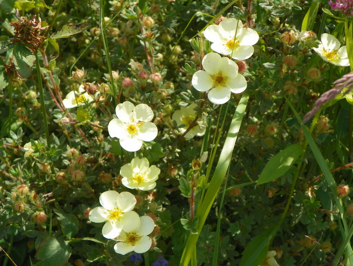 potentilla Primrose Beauty