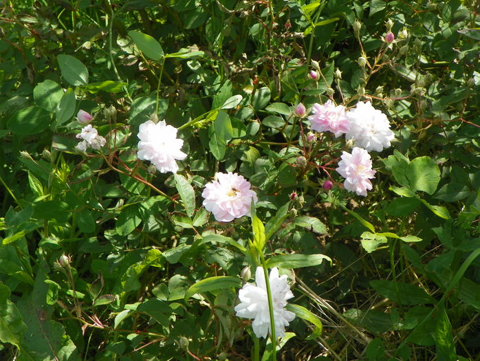 Paul's Himalayan Musk