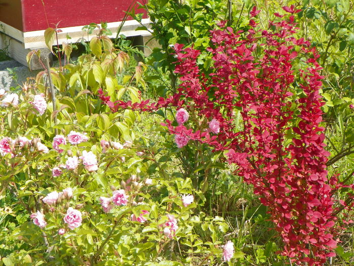 Pink Grootendorst si berberis Orange Rocket