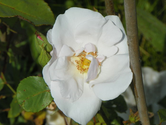 Souvenir de St. Anne