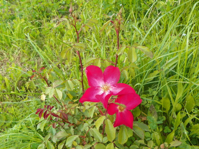 Rose of Picardy