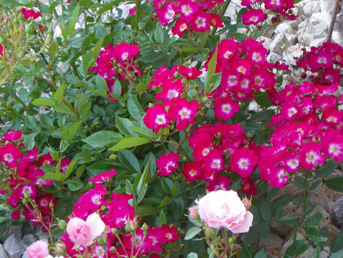 Red Ballerina si Bonica