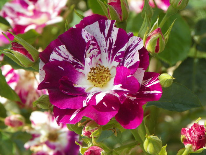 Purple Splash