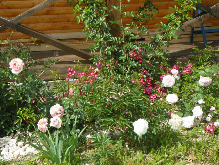 Abraham Darby, Kathryn Morley si Maria Lisa