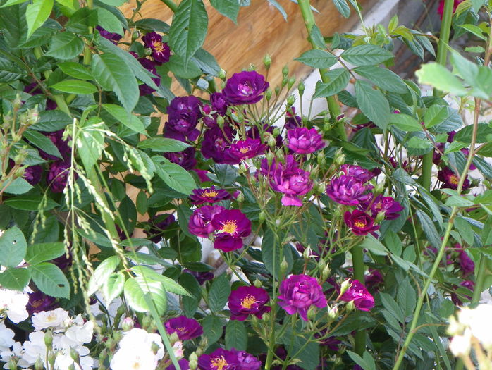 Violette