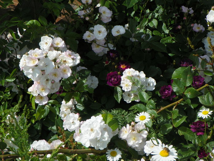 Perennial Blush si Violette