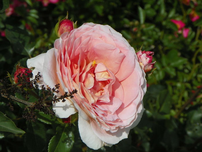 Abraham Darby