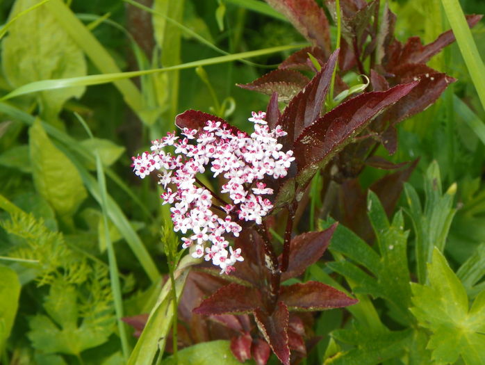 sambucus Guincho Purple - z-Dobarland 2016