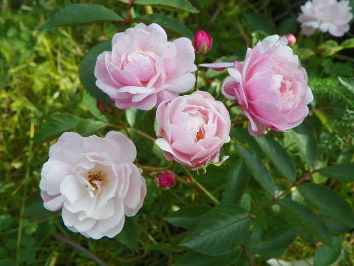 Rose Delacroix