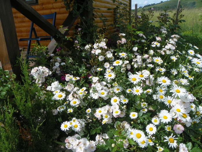 margarete si Perennial Blush