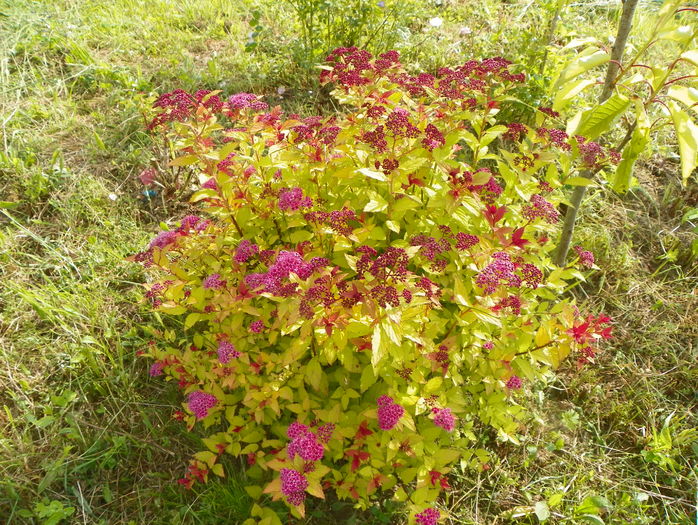 spiraea Magic Carpet - Dobarland 2016 2