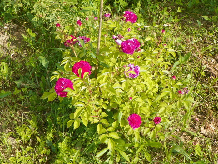Himmelsauge