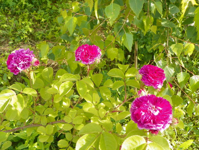 Himmelsauge