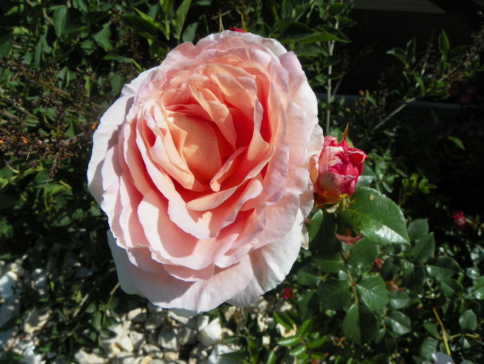 Abraham Darby