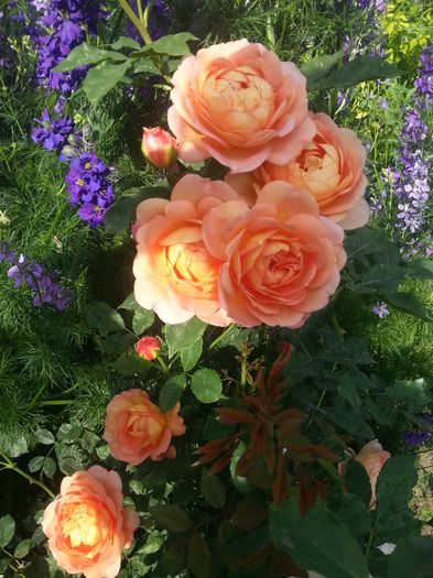 20160610_180825 - lady of shalott