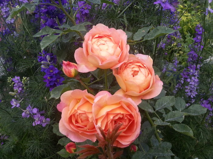 lady of shalott - lady of shalott