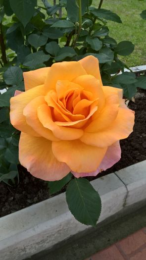 WP_20160611_11_03_55_Pro